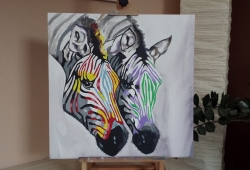  Zebras 